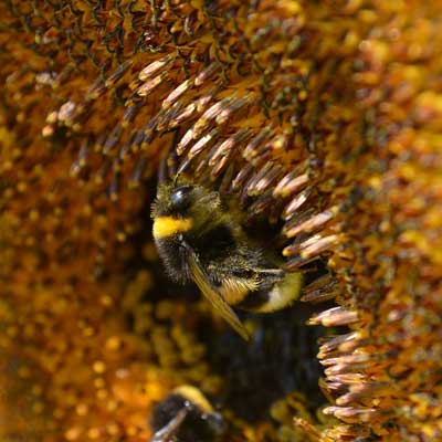 Bee on a sunflower representing Litha on WhiteWicca